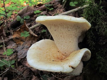 Polyporus tuberaster