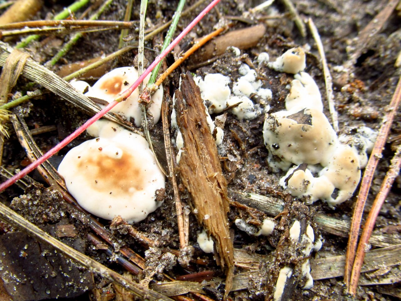Rhizina undulata