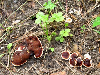 Rhizina undulata
