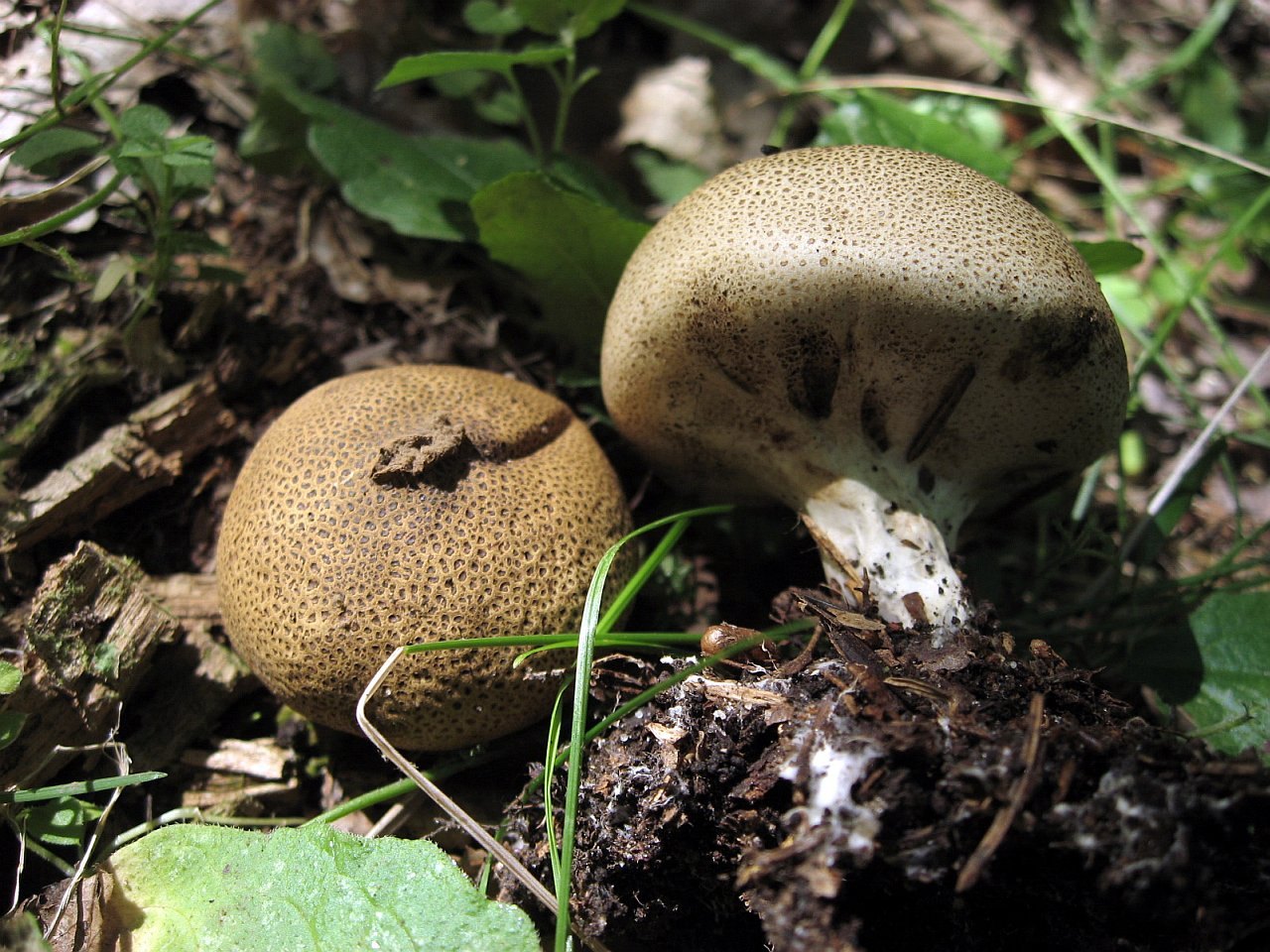 Scleroderma verrucosum