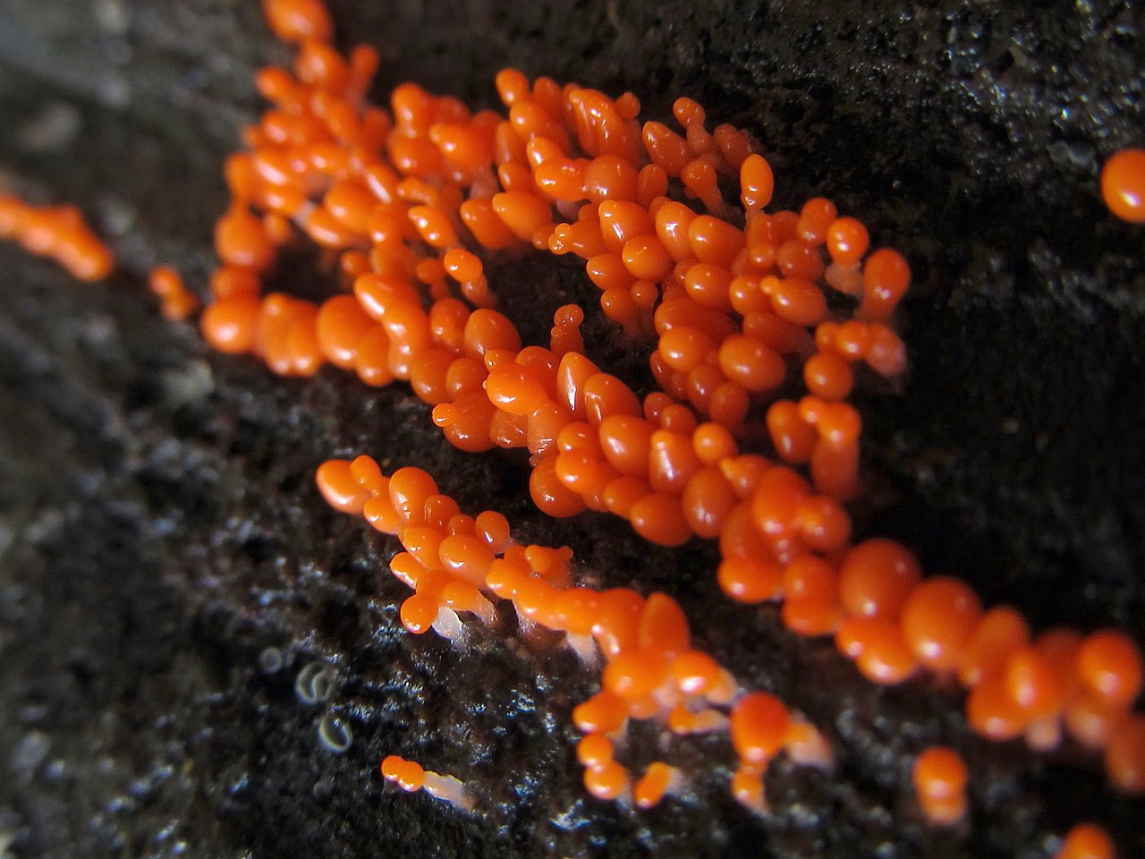 Trichia decipiens