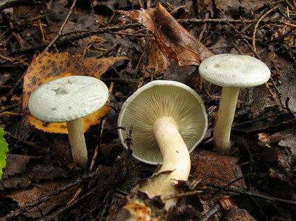 Clitocybe odora