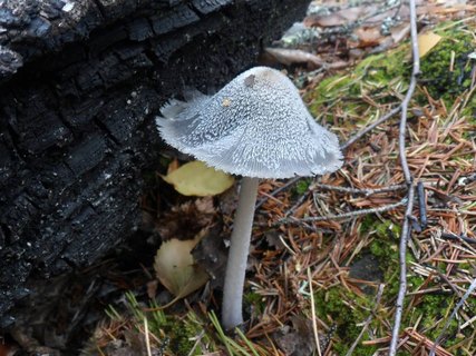 Coprinopsis lagopides