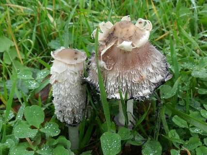 Coprinus comatus