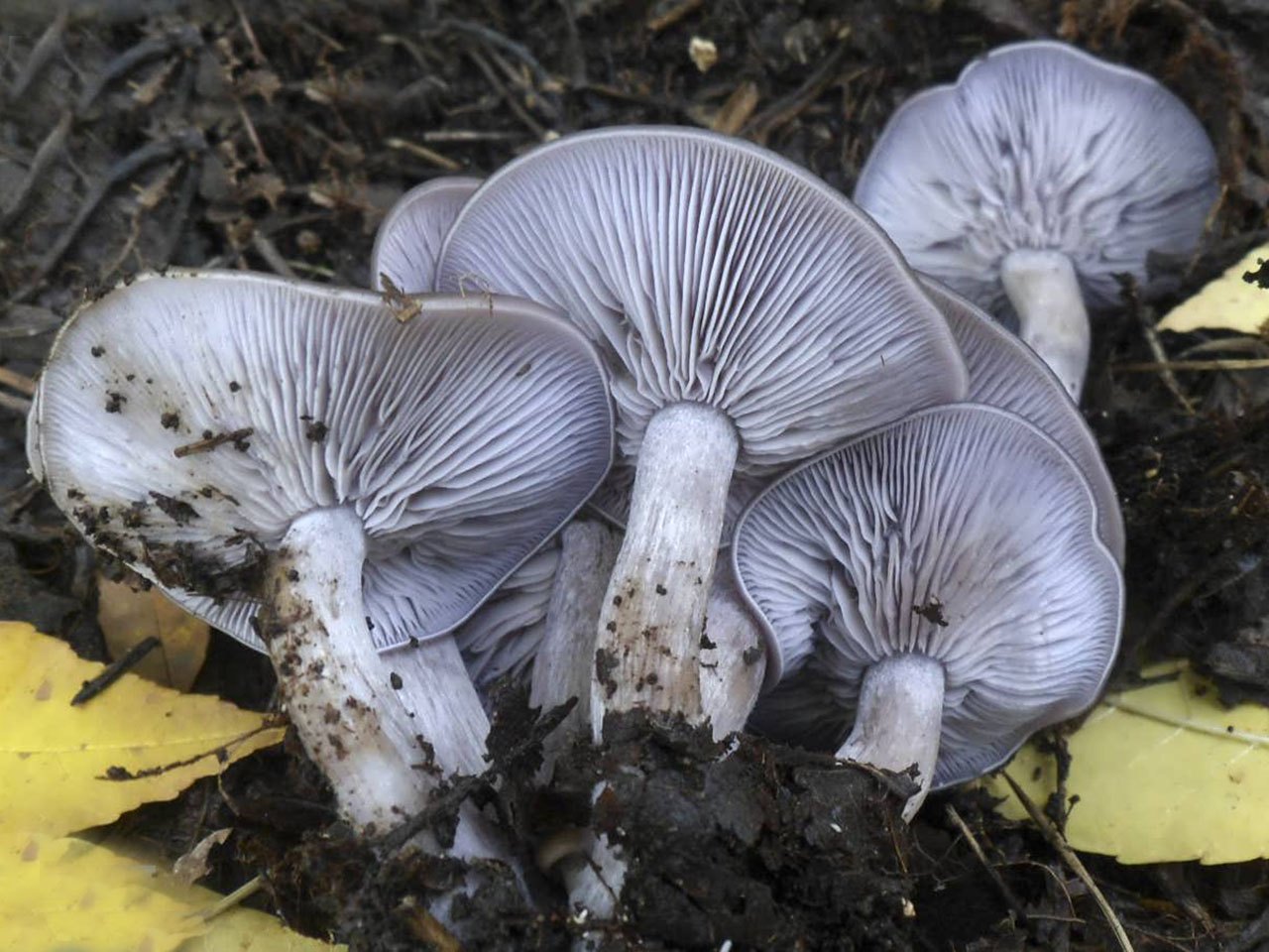 Lepista sordida