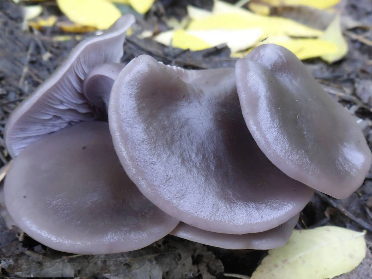 Lepista sordida
