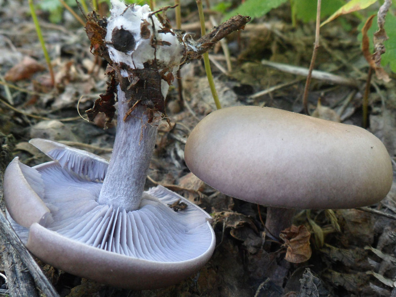 Lepista sordida
