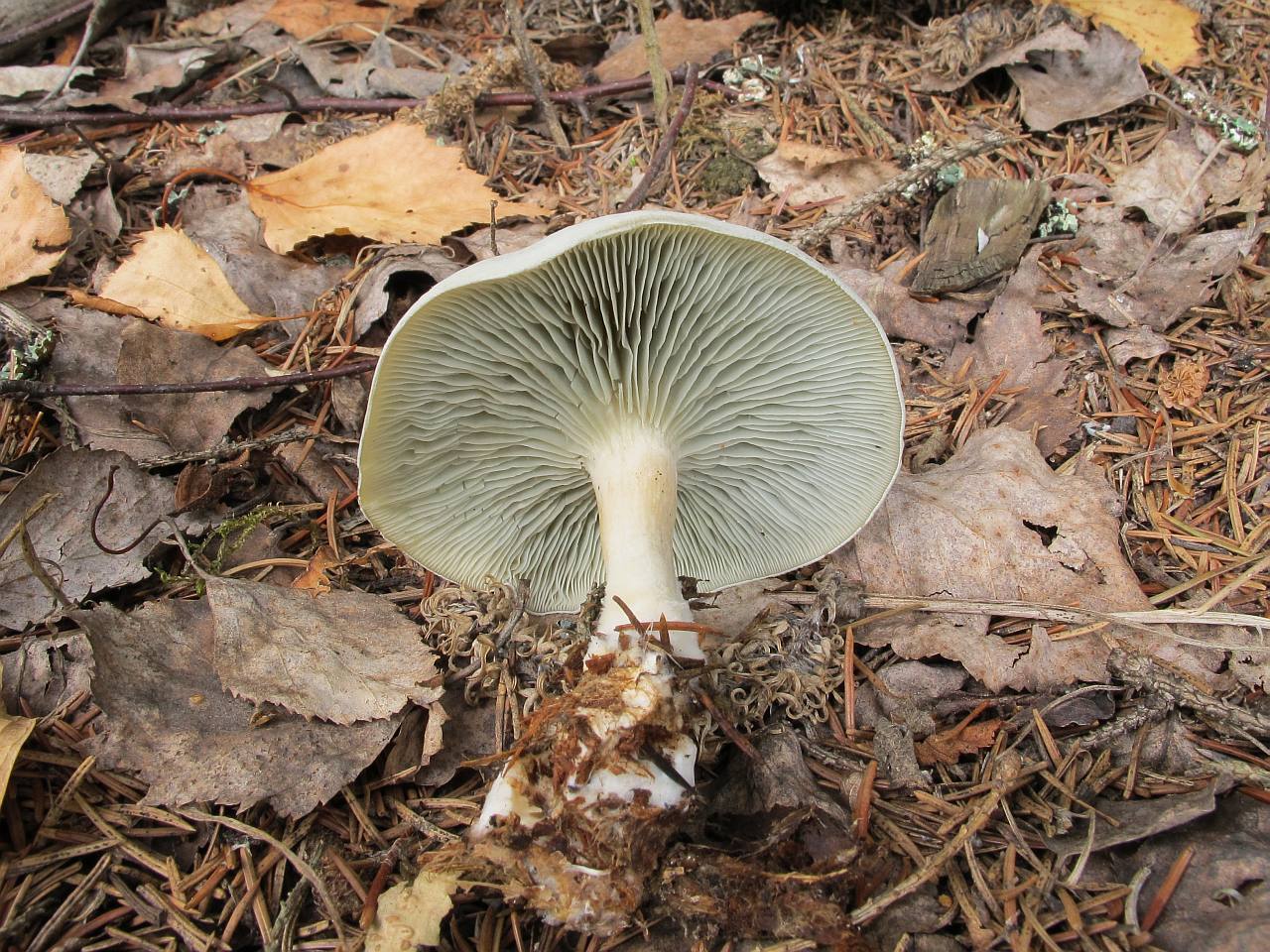 Clitocybe odora