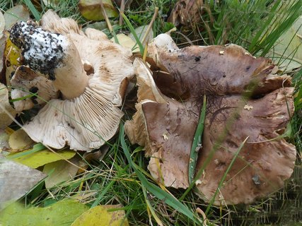 Tricholoma populinum