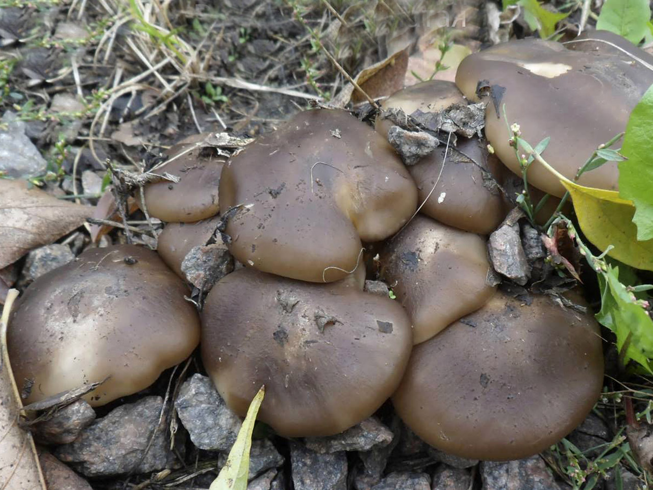 Lyophyllum decastes