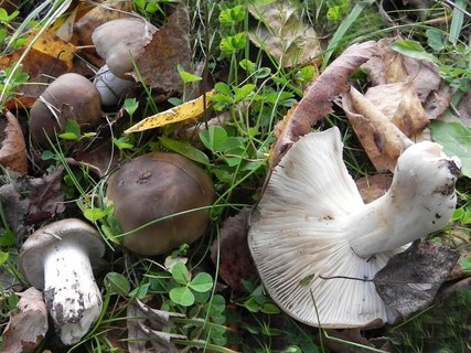 Lyophyllum decastes
