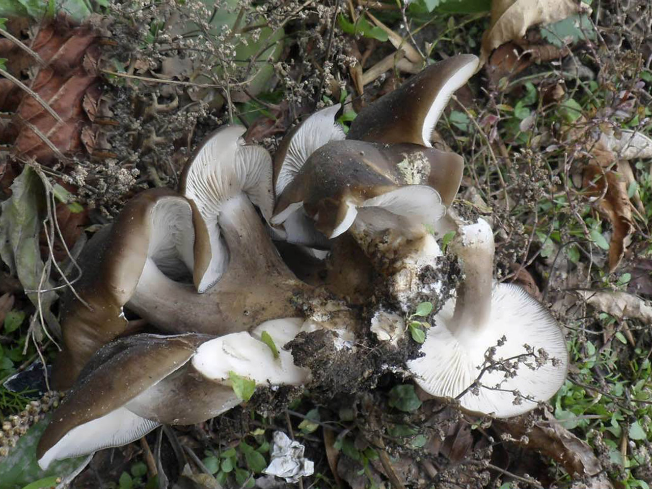 Lyophyllum decastes