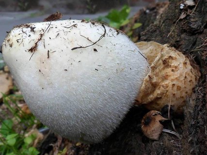 Volvariella bombycina