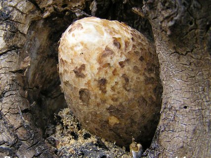 Volvariella bombycina