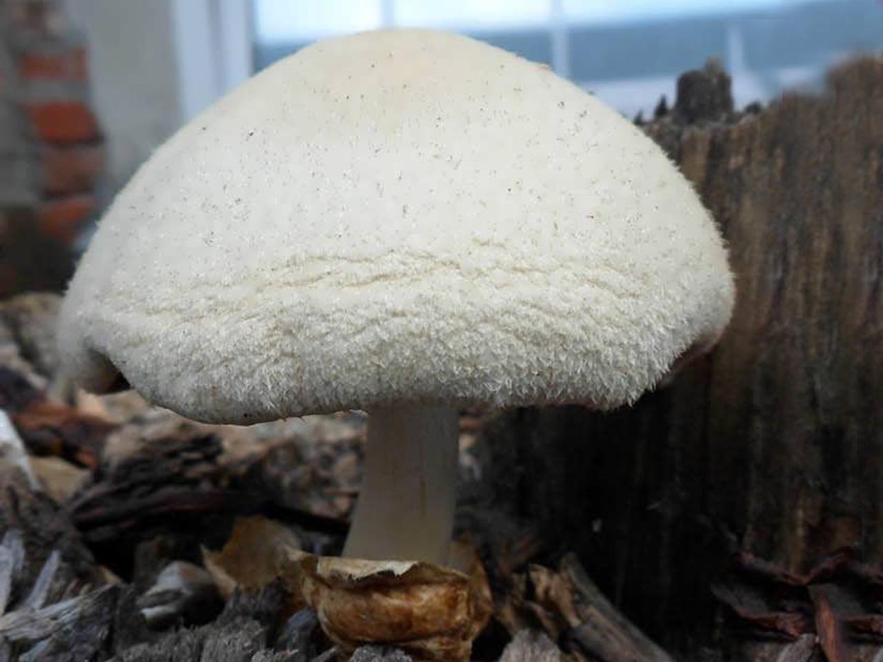 Volvariella bombycina