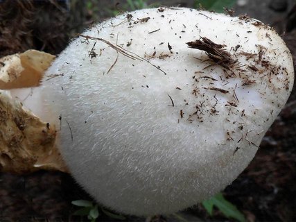 Volvariella bombycina