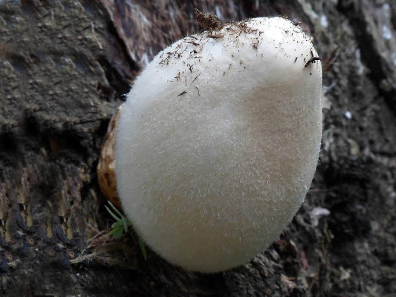 Volvariella bombycina
