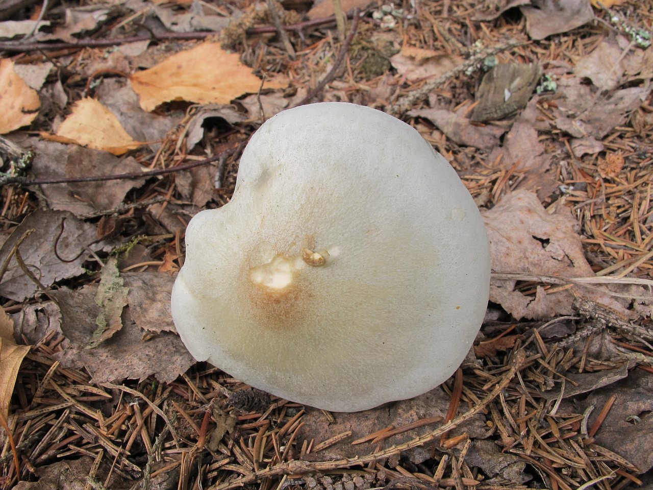 Clitocybe odora