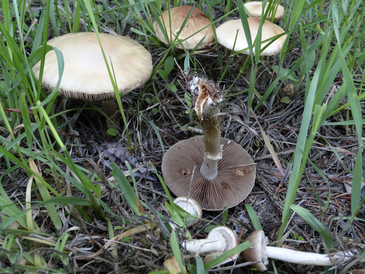 Agrocybe praecox