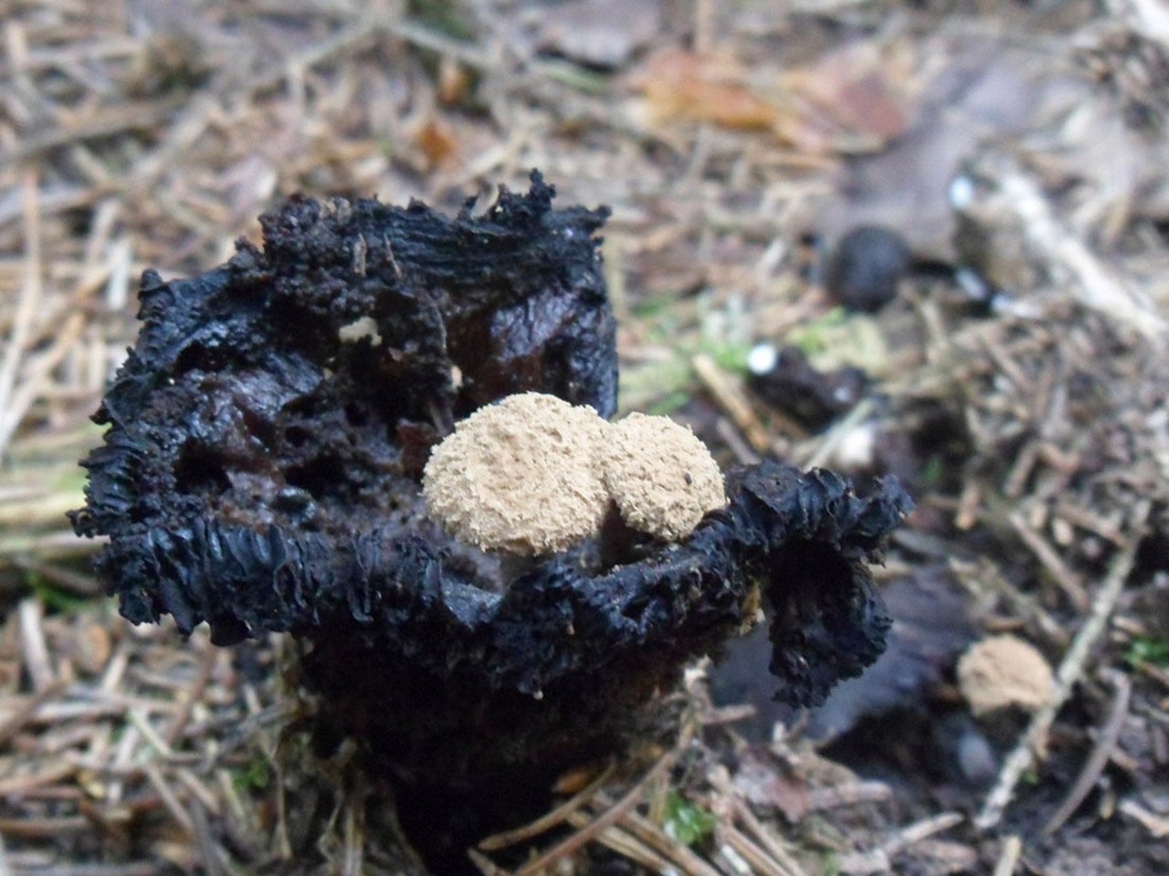 Asterophora