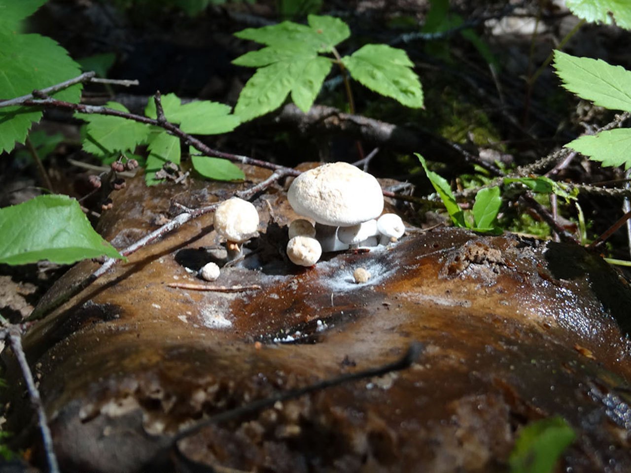 Asterophora lycoperdoides