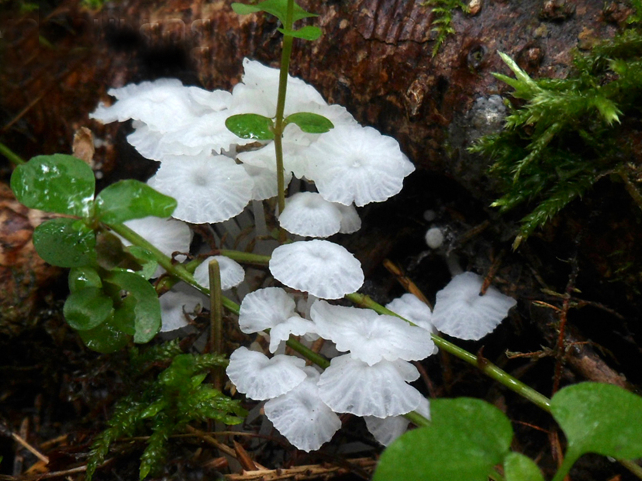 Delicatula integrella