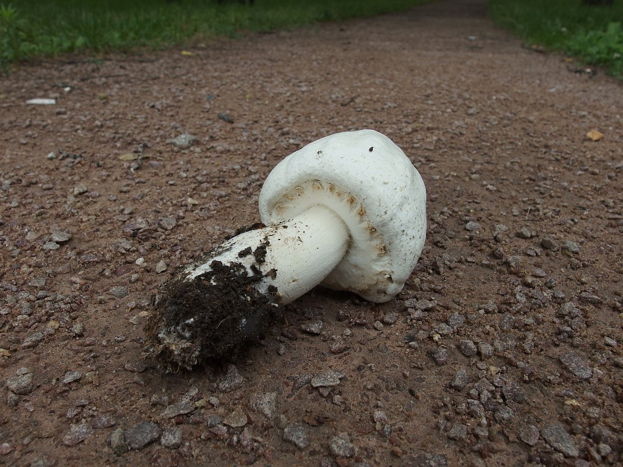 Agaricus arvensis