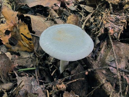 Clitocybe odora