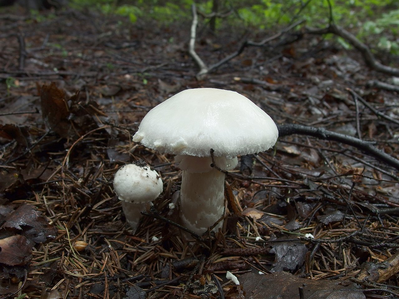 Agaricus cf campestrsis