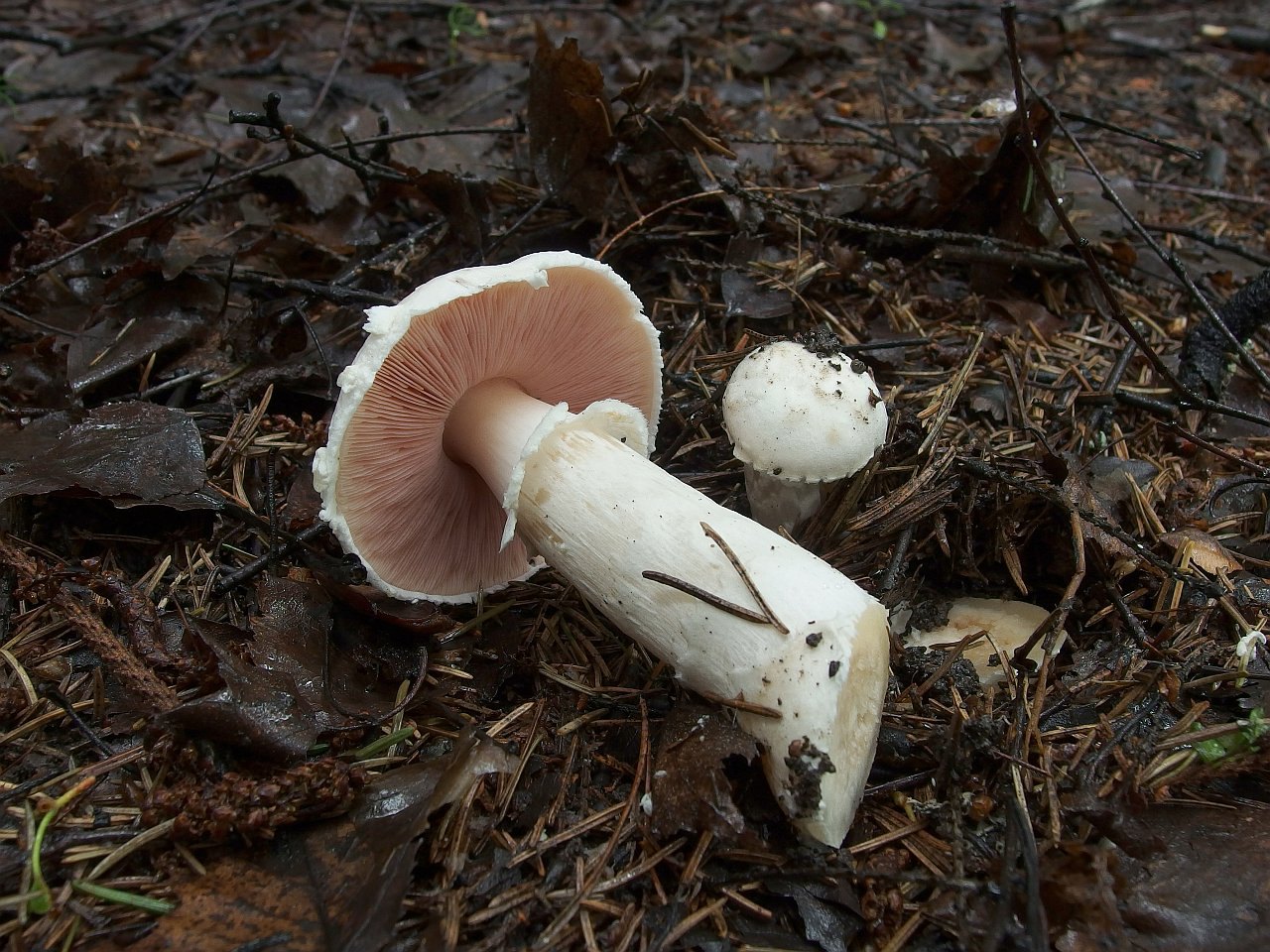 Agaricus campestrsis