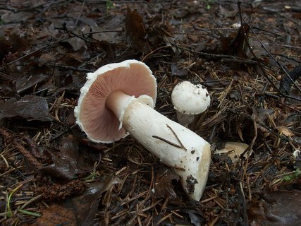 Agaricus cf campestrsis