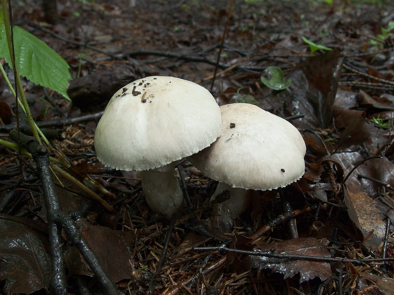 Agaricus cf campestrsis