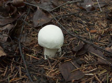 Agaricus sylvicola