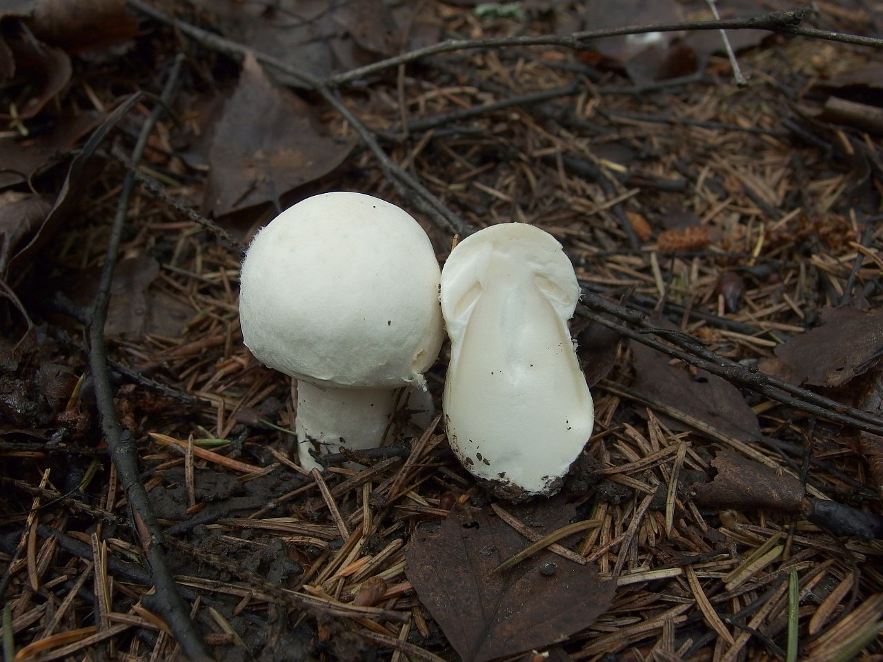 Agaricus sylvicola