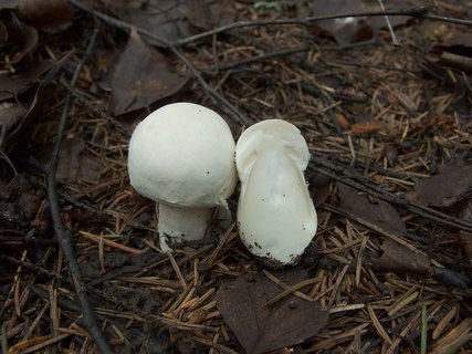 Agaricus sylvicola