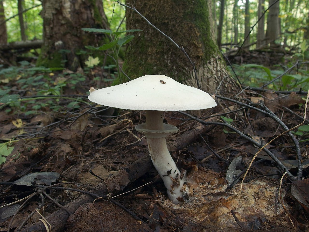 Agaricus sylvicola