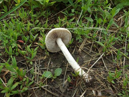Agrocybe molesta