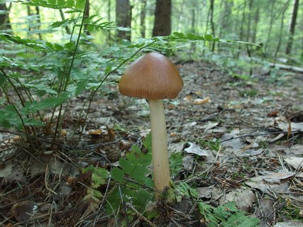 Amanita fulva