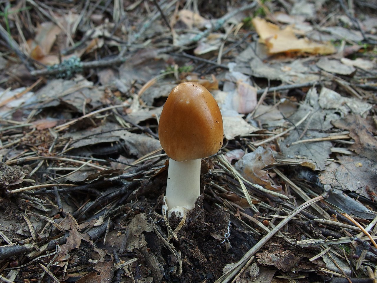 Amanita fulva