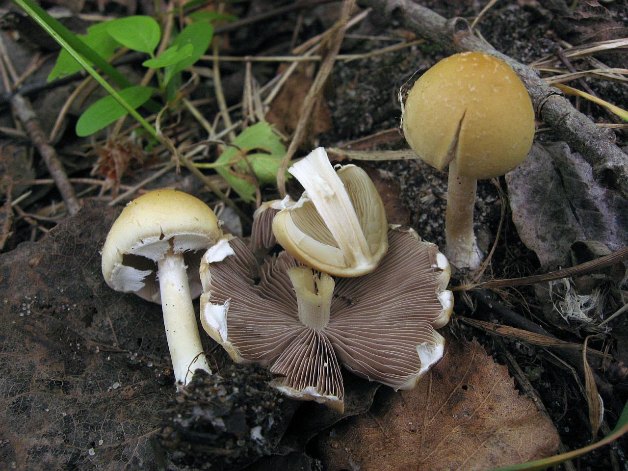 Agrocybe praecox