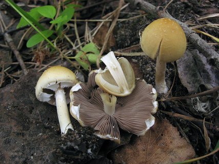 Agrocybe praecox