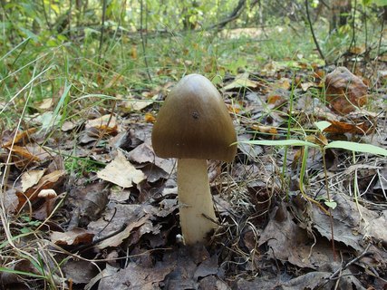 Amanita vaginata