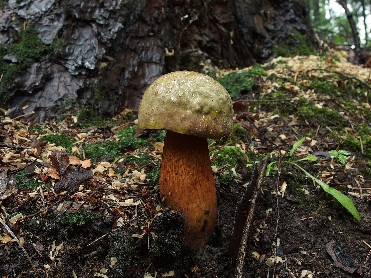Boletus luridus