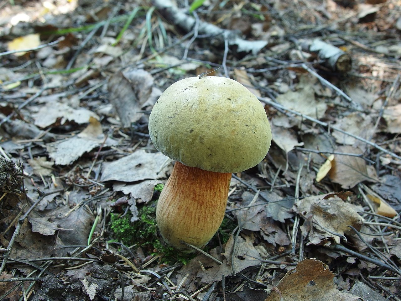 Boletus luridus