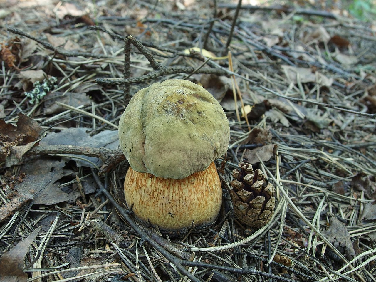 Boletus luridus