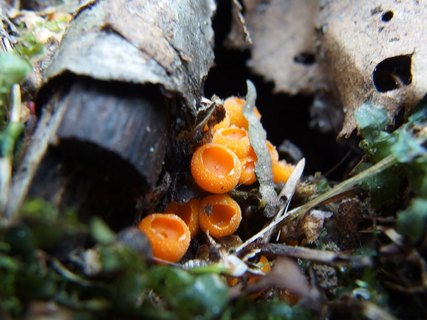 Byssonectria terrestris