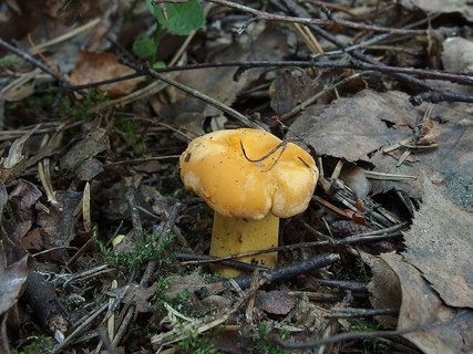 Cantharellus cibarius