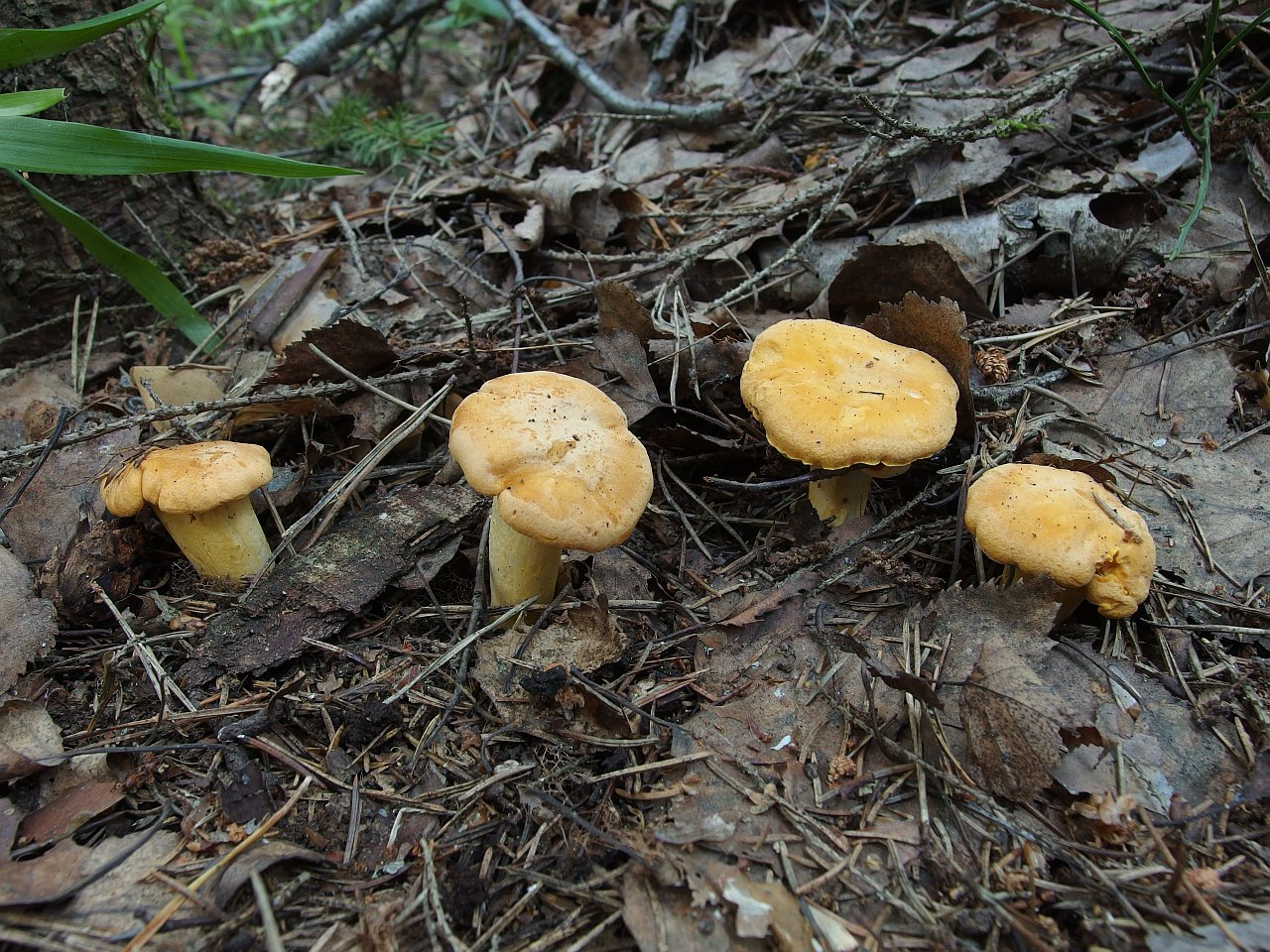 Cantharellus cibarius