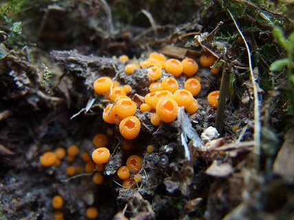 Byssonectria terrestris