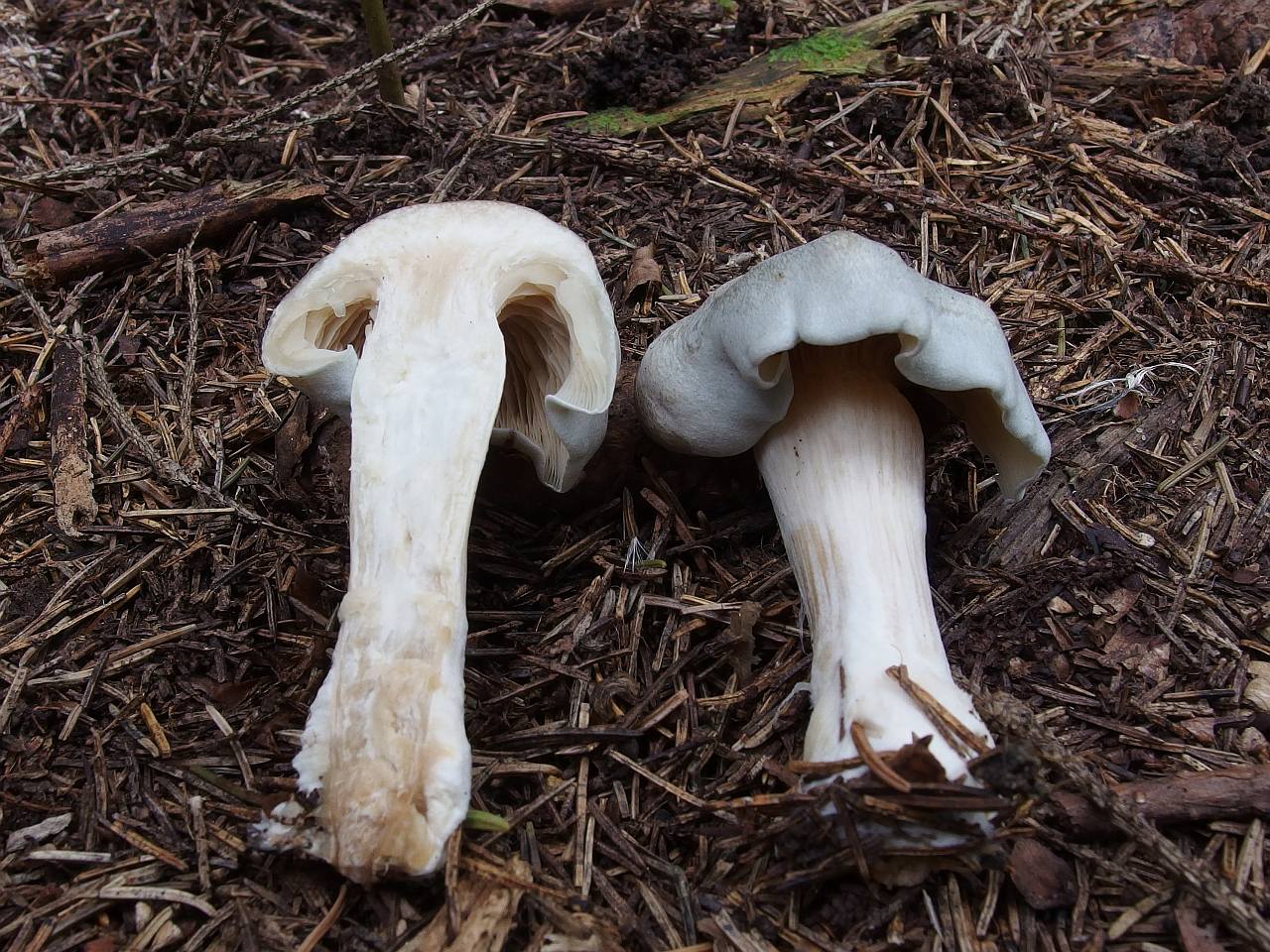 Clitocybe odora